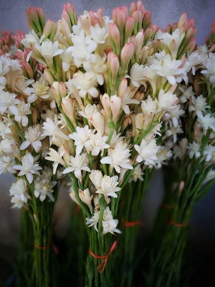 Double Petal Tuberose Bulbs (Pack of 2)
