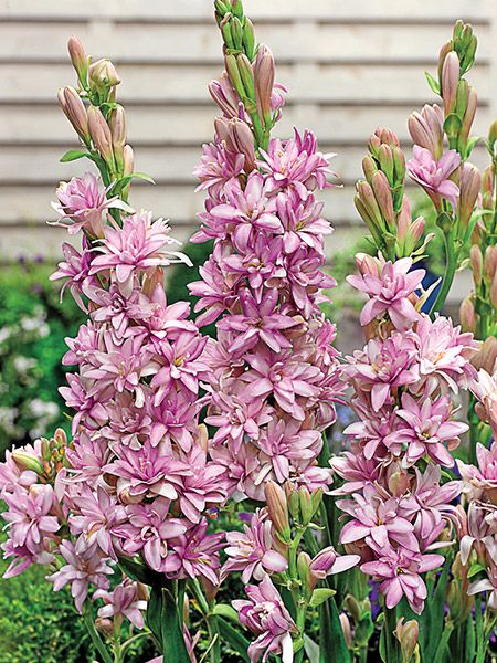 Double Petal Tuberose Bulbs (Pack of 2)