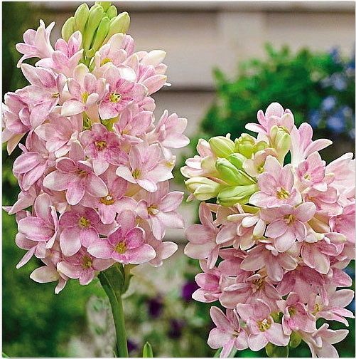 Double Petal Tuberose Bulbs (Pack of 2)