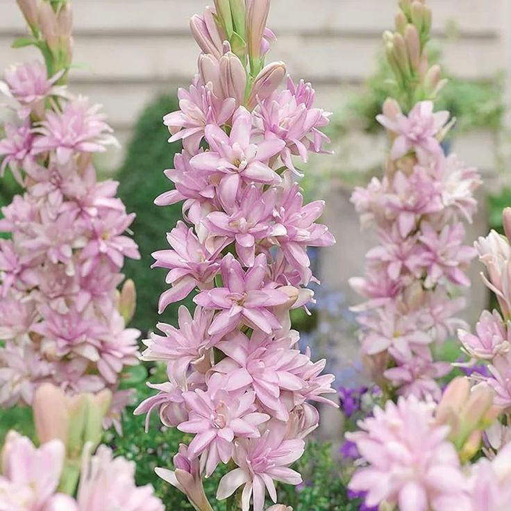 Double Petal Tuberose Bulbs (Pack of 2)