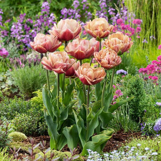 Double Petal Tuberose Bulbs (Pack of 2)