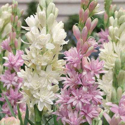 Double Petal Tuberose Bulbs (Pack of 2)