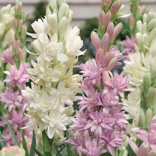 Double Petal Tuberose Bulbs (Pack of 2)